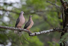 Con la siembra de 1200 &aacute;rboles y plantas ornamentales empieza compensaci&oacute;n arb&oacute;rea del corredor ambiental Cristo Rey