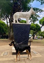 Cale&ntilde;os son cada vez m&aacute;s conscientes sobre beneficios de adoptar animales de compa&ntilde;&iacute;a