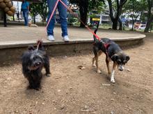 Cale&ntilde;os son cada vez m&aacute;s conscientes sobre beneficios de adoptar animales de compa&ntilde;&iacute;a