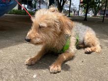 Cale&ntilde;os son cada vez m&aacute;s conscientes sobre beneficios de adoptar animales de compa&ntilde;&iacute;a