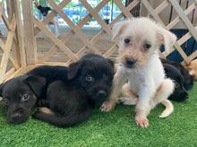 Cale&ntilde;os son cada vez m&aacute;s conscientes sobre beneficios de adoptar animales de compa&ntilde;&iacute;a