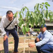 A Cali, buena sombra la cobija