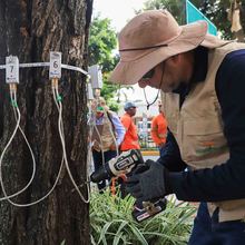 A Cali, buena sombra la cobija