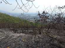 Dagma realiz&oacute; verificaci&oacute;n de afectaciones tras incendio en cerro La Bandera