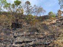 Dagma realiz&oacute; verificaci&oacute;n de afectaciones tras incendio en cerro La Bandera