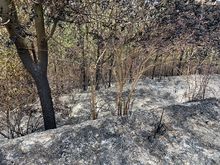 Dagma realiz&oacute; verificaci&oacute;n de afectaciones tras incendio en cerro La Bandera