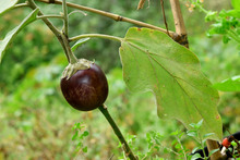 La Gracia de Dios: un comedor que construye tejido en su comunidad
