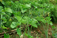 La Gracia de Dios: un comedor que construye tejido en su comunidad