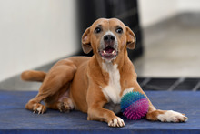 Caninas buscan un amor que supere las limitaciones f&iacute;sicas