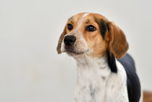 Caninas buscan un amor que supere las limitaciones f&iacute;sicas