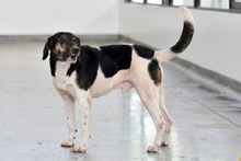 Caninas buscan un amor que supere las limitaciones f&iacute;sicas