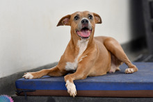 Caninas buscan un amor que supere las limitaciones f&iacute;sicas