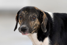 Caninas buscan un amor que supere las limitaciones f&iacute;sicas