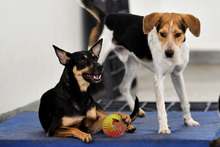 Caninas buscan un amor que supere las limitaciones f&iacute;sicas