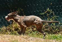 Caninas buscan un amor que supere las limitaciones f&iacute;sicas