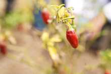 Soplan &lsquo;Vientos de Libertad&rsquo; en Llano Verde