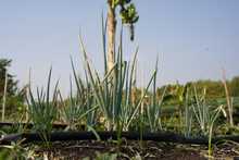 Soplan &lsquo;Vientos de Libertad&rsquo; en Llano Verde