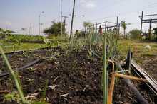 Soplan &lsquo;Vientos de Libertad&rsquo; en Llano Verde