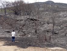 Incendios forestales arrasan la vida y desplazan la fauna en monta&ntilde;as de Cali