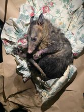 Incendios forestales arrasan la vida y desplazan la fauna en monta&ntilde;as de Cali