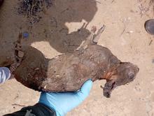 Incendios forestales arrasan la vida y desplazan la fauna en monta&ntilde;as de Cali