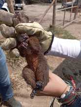 Incendios forestales arrasan la vida y desplazan la fauna en monta&ntilde;as de Cali