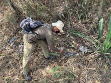 Incendios forestales arrasan la vida y desplazan la fauna en monta&ntilde;as de Cali