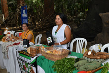 Huertas urbanas tocan la puerta de los famosos&nbsp;