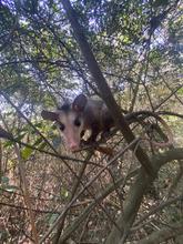 La zarig&uuml;eya: un vecino nocturno en Santiago de Cali