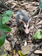 La zarig&uuml;eya: un vecino nocturno en Santiago de Cali