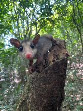 La zarig&uuml;eya: un vecino nocturno en Santiago de Cali