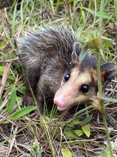 La zarig&uuml;eya: un vecino nocturno en Santiago de Cali