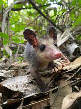 La zarig&uuml;eya: un vecino nocturno en Santiago de Cali