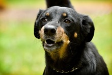 &iexcl;En Barranquilla me quedo!: Elsa