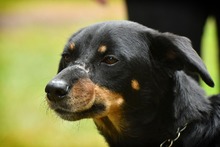 &iexcl;En Barranquilla me quedo!: Elsa