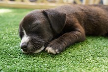 11 caninos encontraron hogar hoy, 20 esperan que les llegue el amor