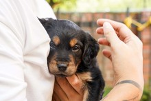 11 caninos encontraron hogar hoy, 20 esperan que les llegue el amor