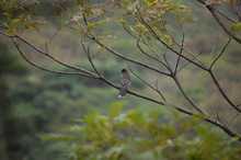 En tres horas se avistaron 65 aves, arranc&oacute; el censo de p&aacute;jaros 