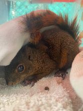 Ardilla rescatada en incendio de Altos de Menga se recuperó y fue devuelta a un hábitat natural
