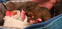 Ardilla rescatada en incendio de Altos de Menga se recuperó y fue devuelta a un hábitat natural
