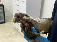 Ardilla rescatada en incendio de Altos de Menga se recuperó y fue devuelta a un hábitat natural