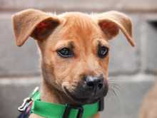 Cali celebr&oacute; el D&iacute;a Mundial de los Animales con servicios gratuitos para los consentidos del hogar