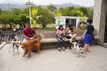 Cali celebr&oacute; el D&iacute;a Mundial de los Animales con servicios gratuitos para los consentidos del hogar
