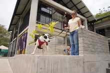 Cali celebr&oacute; el D&iacute;a Mundial de los Animales con servicios gratuitos para los consentidos del hogar