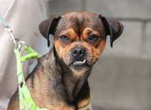 Cali celebr&oacute; el D&iacute;a Mundial de los Animales con servicios gratuitos para los consentidos del hogar