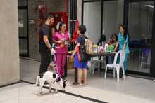 Cali celebr&oacute; el D&iacute;a Mundial de los Animales con servicios gratuitos para los consentidos del hogar