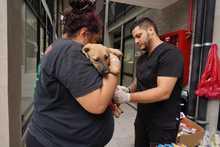 Cali celebr&oacute; el D&iacute;a Mundial de los Animales con servicios gratuitos para los consentidos del hogar