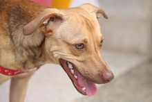 Cali celebr&oacute; el D&iacute;a Mundial de los Animales con servicios gratuitos para los consentidos del hogar