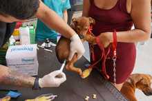 Cali celebr&oacute; el D&iacute;a Mundial de los Animales con servicios gratuitos para los consentidos del hogar