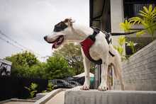 Cali celebr&oacute; el D&iacute;a Mundial de los Animales con servicios gratuitos para los consentidos del hogar
